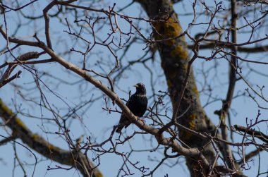 Akçaağaç dalında bir sığırcık, April.