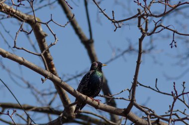 Akçaağaç dalında bir sığırcık, April.