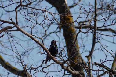 Akçaağaç dalında bir sığırcık, April.