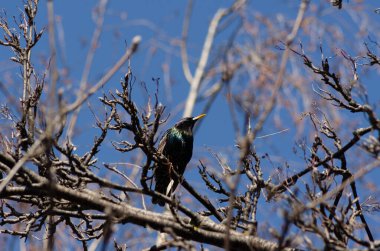Kükreme dalında bir sığırcık, April.