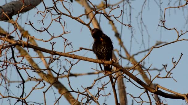 Starlings Abril Starling Preening — Vídeo de Stock