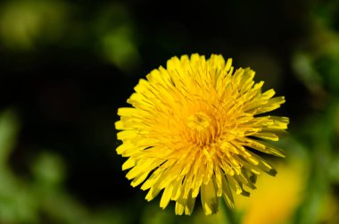 Mayısta, baharda çiçek açan karahindiba