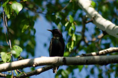 Starling bir huş dalında oturuyor.