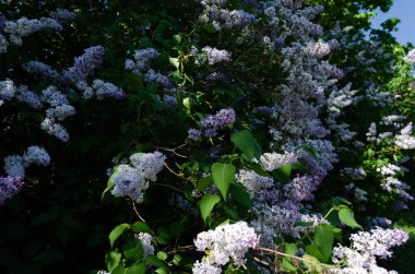 Bahçede açan leylak, bahar