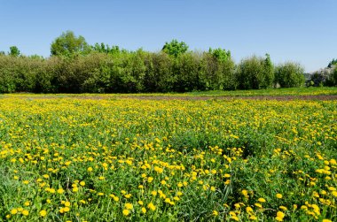 Mayısta, baharda çiçek açan karahindibalar