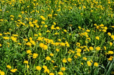 Mayısta, baharda çiçek açan karahindibalar