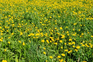 Mayısta, baharda çiçek açan karahindibalar