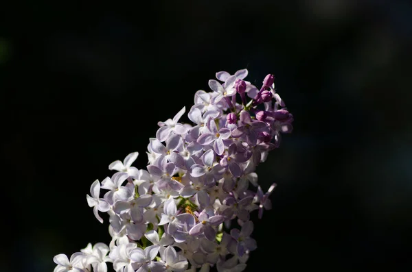 Virágzó Orgona Közelről Tavasz — Stock Fotó