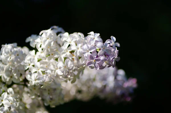 Florescendo Lilás Perto Primavera — Fotografia de Stock