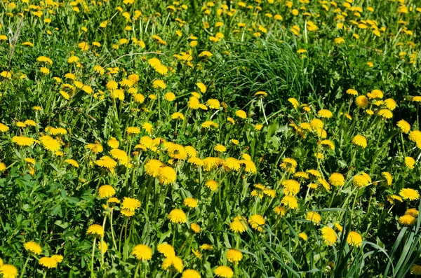 Les Pissenlits Fleurs Mai Printemps — Photo