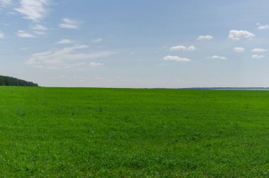 Yazın yeşil, parlak çayır