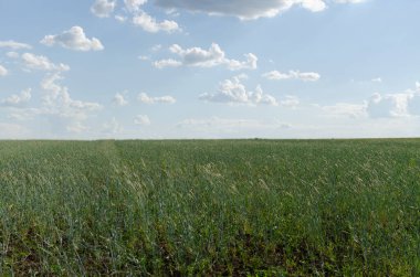 Yazın arpa tarlası, tarım.
