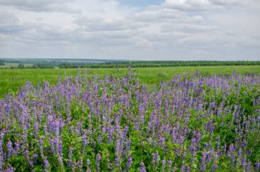 mavi lupinler tarlada büyüyor.