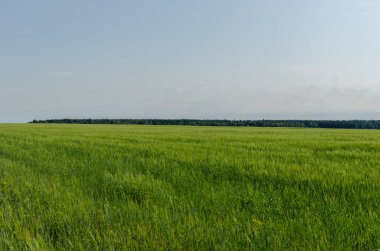 Yazın arpa tarlası, tarım.