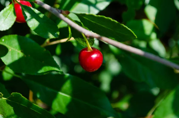 Czerwona Wiśnia Zbliżenie Ogród Lecie — Zdjęcie stockowe