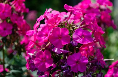 Phlox çiçeği yakın plan, renkli fenomenler