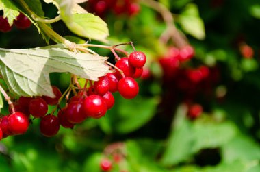 Viburnum böğürtlenleri yakın plan, kırmızı ve yeşil yaprak