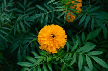 Tagetes çiçeği, ağustosta güzel bir kadife çiçeği