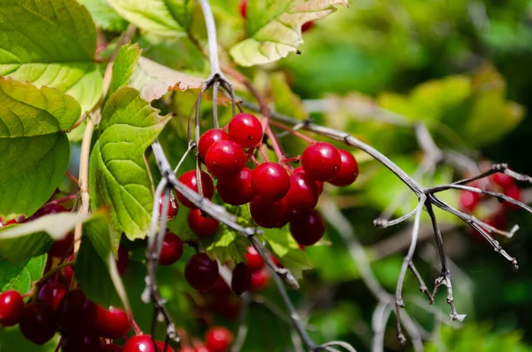 Viburnum Beeren Nahaufnahme Rotes Und Grünes Blatt — Stockfoto