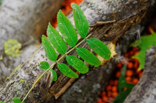 Rowan Berries Closeup Wood Leaf — Stock Photo, Image