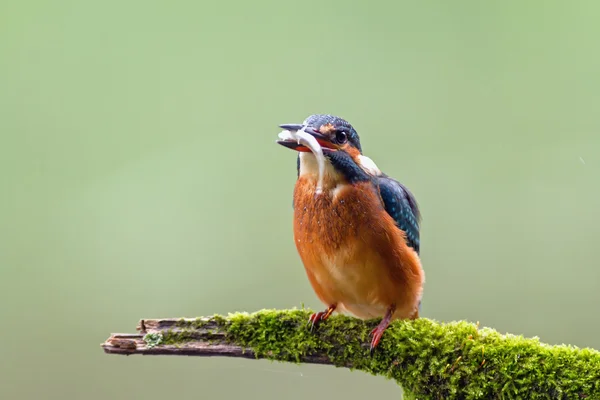 Kingfisher (Alcedo atthis) watching for prey, sitting on a branch — Stock Photo, Image