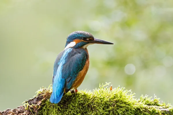 Kingfisher (Alcedo atthis) наблюдает за хищником, сидящим на ветке — стоковое фото