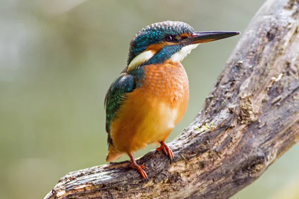 Kingfisher (Alcedo atthis) watching for prey, sitting on a branch — Stock Photo, Image