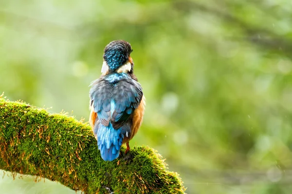 Kingfisher (Alcedo atthis) наблюдает за хищником, сидящим на ветке — стоковое фото