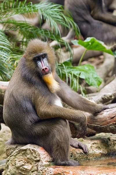 Descansando babuíno sentado em uma rocha e encharcando seus pés na água — Fotografia de Stock