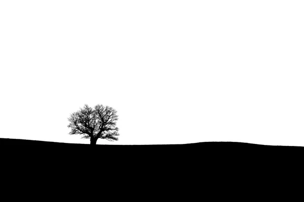 Silhouette of an old oak tree on the horizon - black and white — Stock Photo, Image