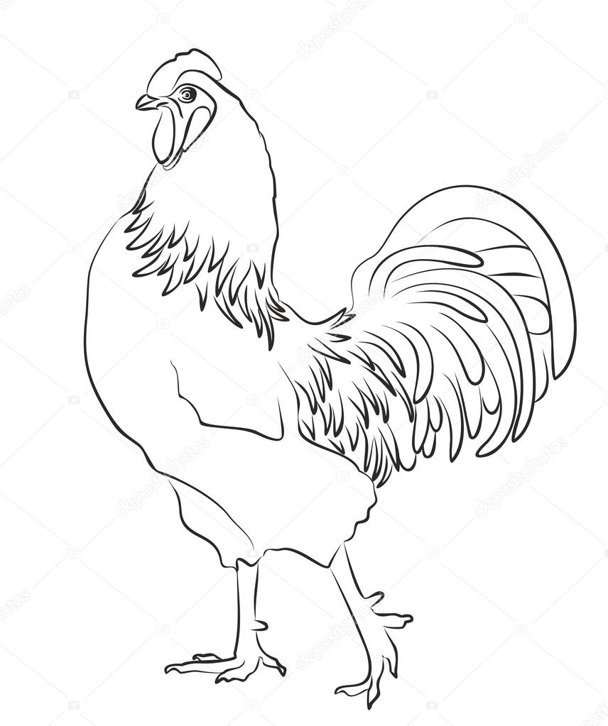 Sketch of rooster.
