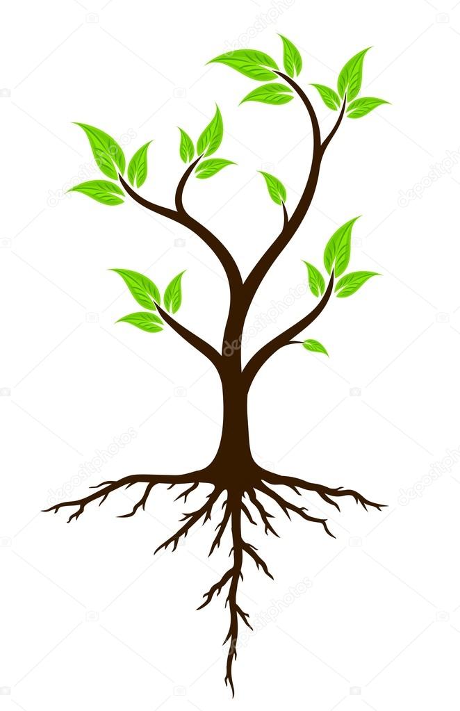 A logo of green tree with root system.