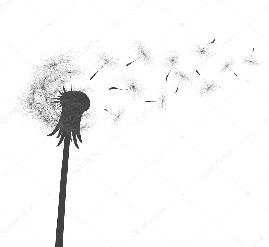 Fleur De Pissenlit De Champ Photographie Designeran