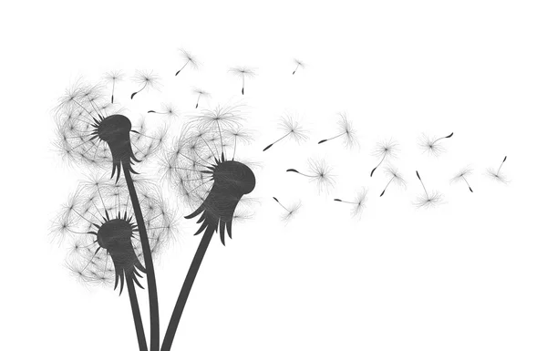 Fleur de pissenlit des champs . — Image vectorielle