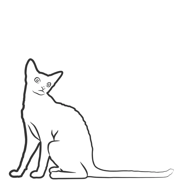 Sketch of domestic cat. — Stock Photo, Image