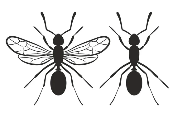 개미의 실루엣. — 스톡 벡터