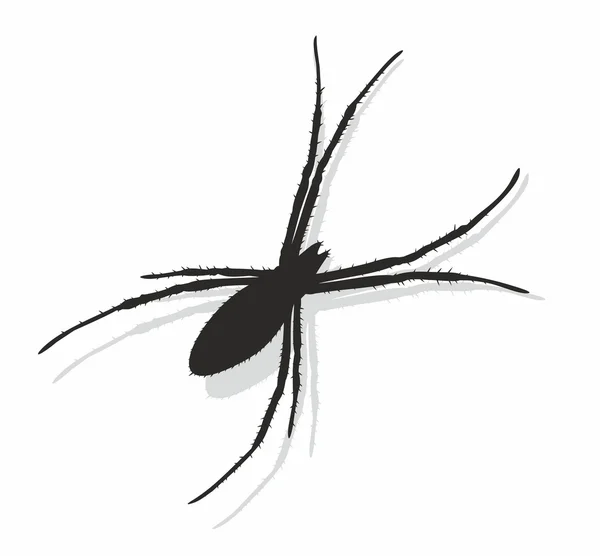 Silhouette of black spider. — Stock Vector