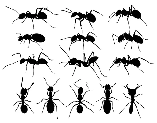 Siluety mravenců. — Stockový vektor