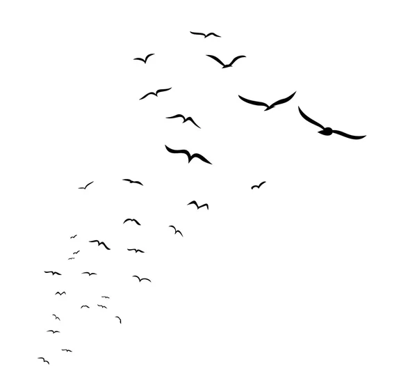 Flock of birds. — Stock Vector