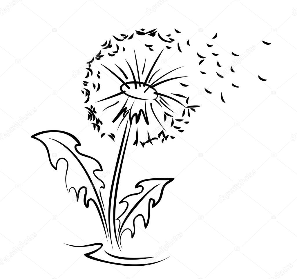 A flower of a field dandelion with flying seeds.