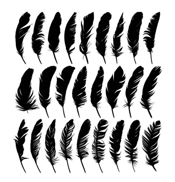 Set Feathers Various Birds — Stock Vector