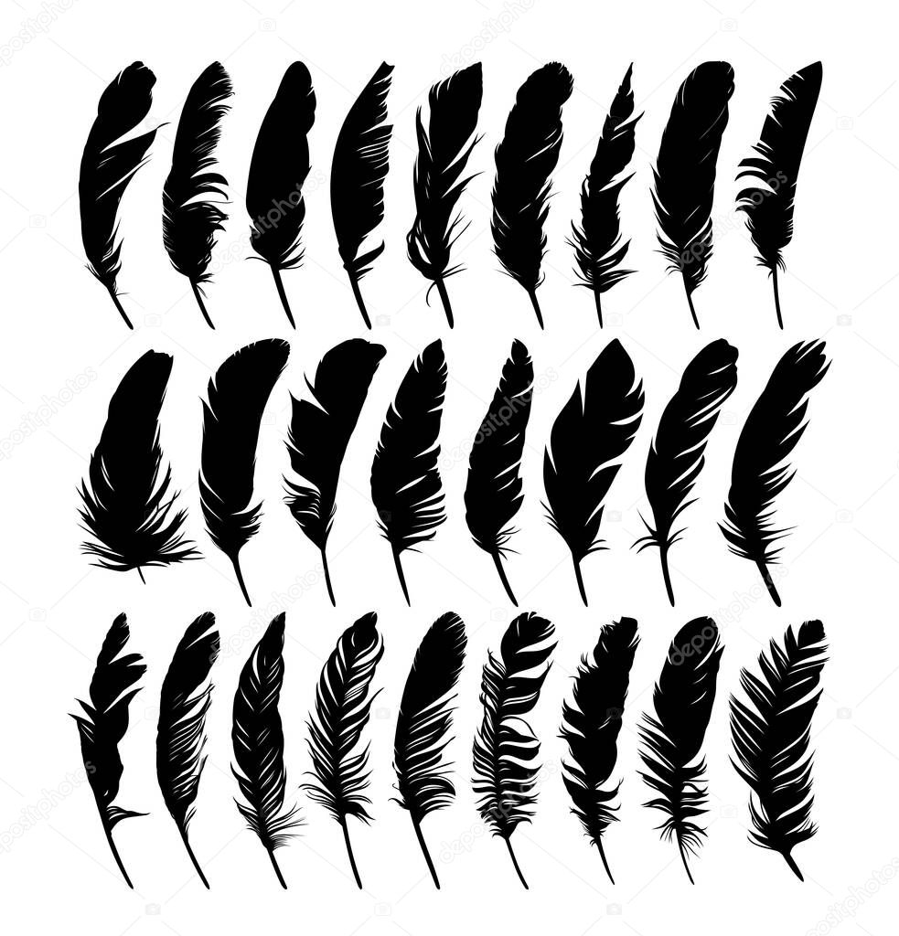 Set feathers of various birds.