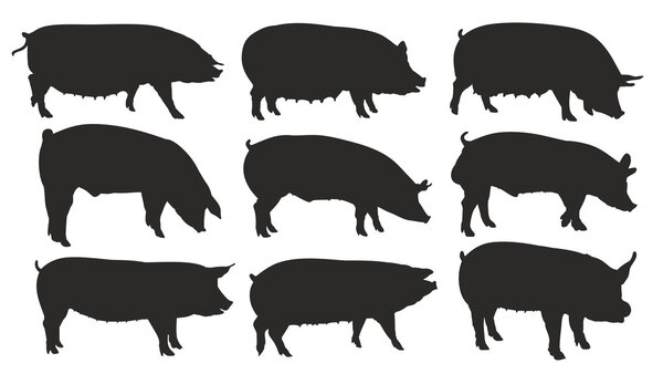 Silhouettes of pigs.
