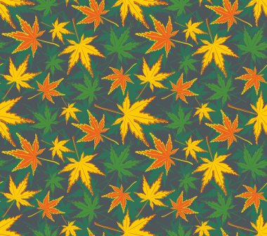 arka plan ile akçaağaç yaprakları.