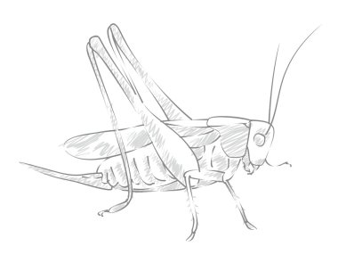 Kroki büyük çekirge.