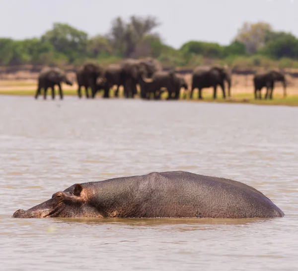 Hroch a sloni — Stock fotografie