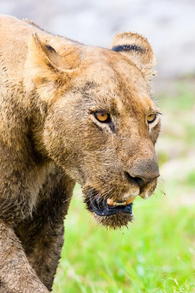 León salvaje africano — Foto de Stock