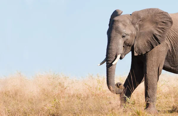 Éléphant d'Afrique sauvage — Photo