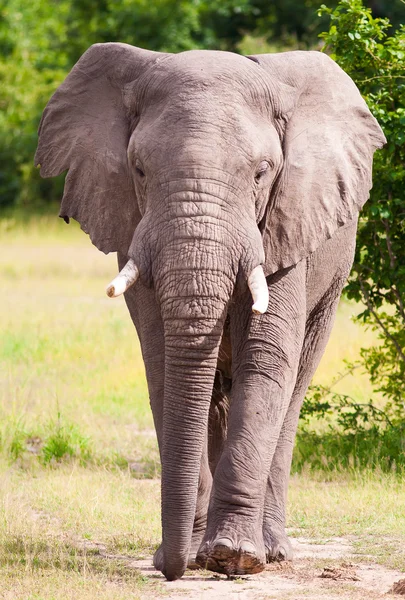 Vahşi Afrika fili — Stok fotoğraf