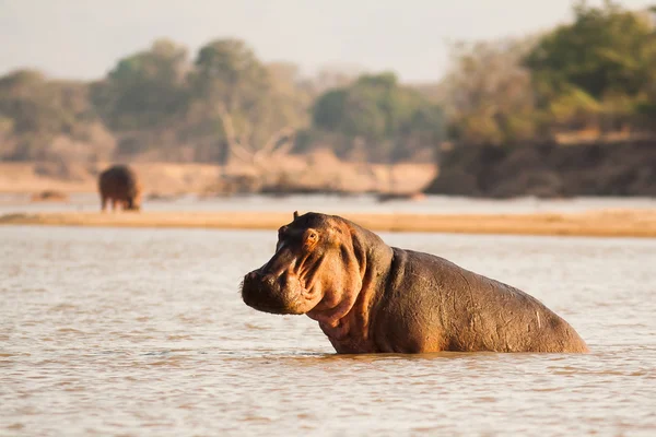 Ippopotamo africano selvatico — Foto Stock